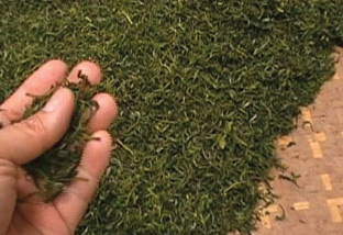 Nearly ready Songluo tea being dried on rattan mats feels a little moist on my hand.