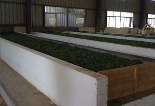 Troughs of wilting Qimen tea leaves about 2-3 inches thick.