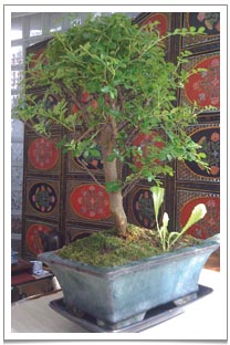 The beautiful Sancho Pepper bonsai that I bought from Eric of Bonsai Ko in Brighton.